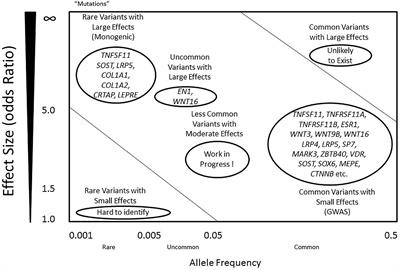 Advanced Genetic Approaches in Discovery and Characterization of Genes Involved With Osteoporosis in Mouse and Human